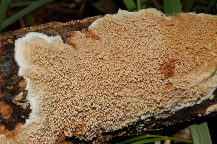 Aphyll.dalle colline di Mondeggi (Radulomyces molaris)